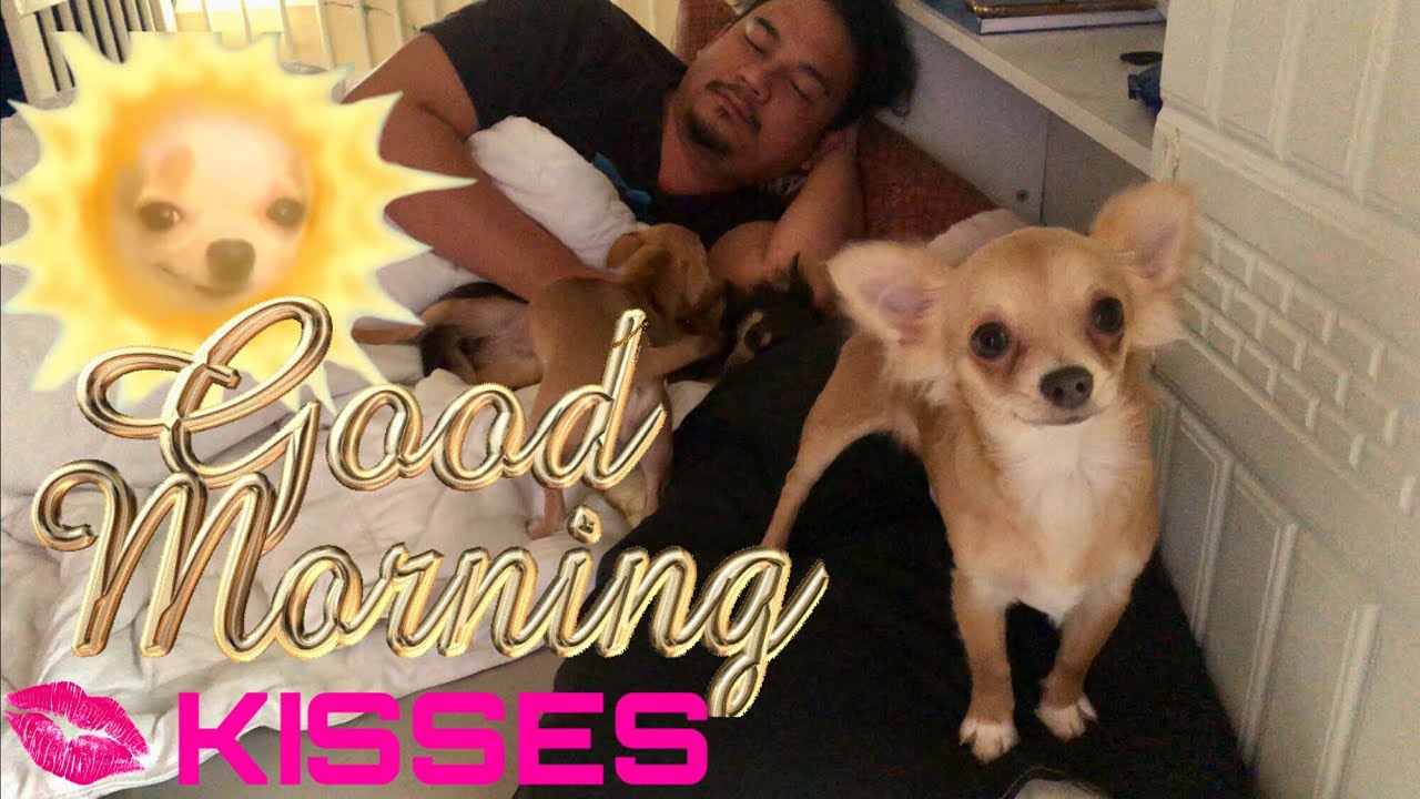 FUNNIEST CHIHUAHUA | MORNING ROUTINE