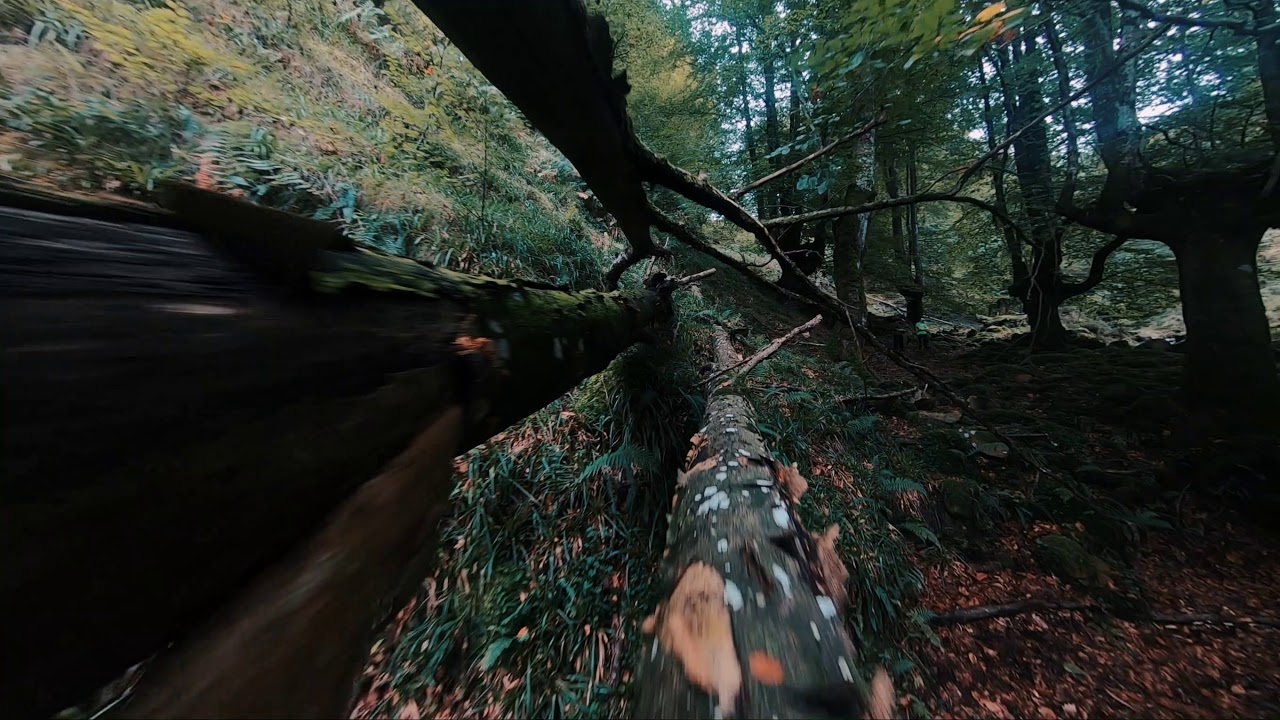 Lost in a forest with a Megabee