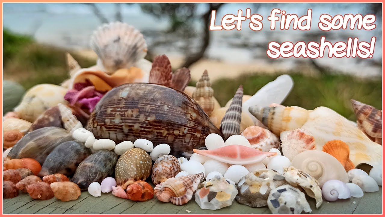 Finding Seashells in the Shell Piles | Rare Microshells! [Virtual Shelling]