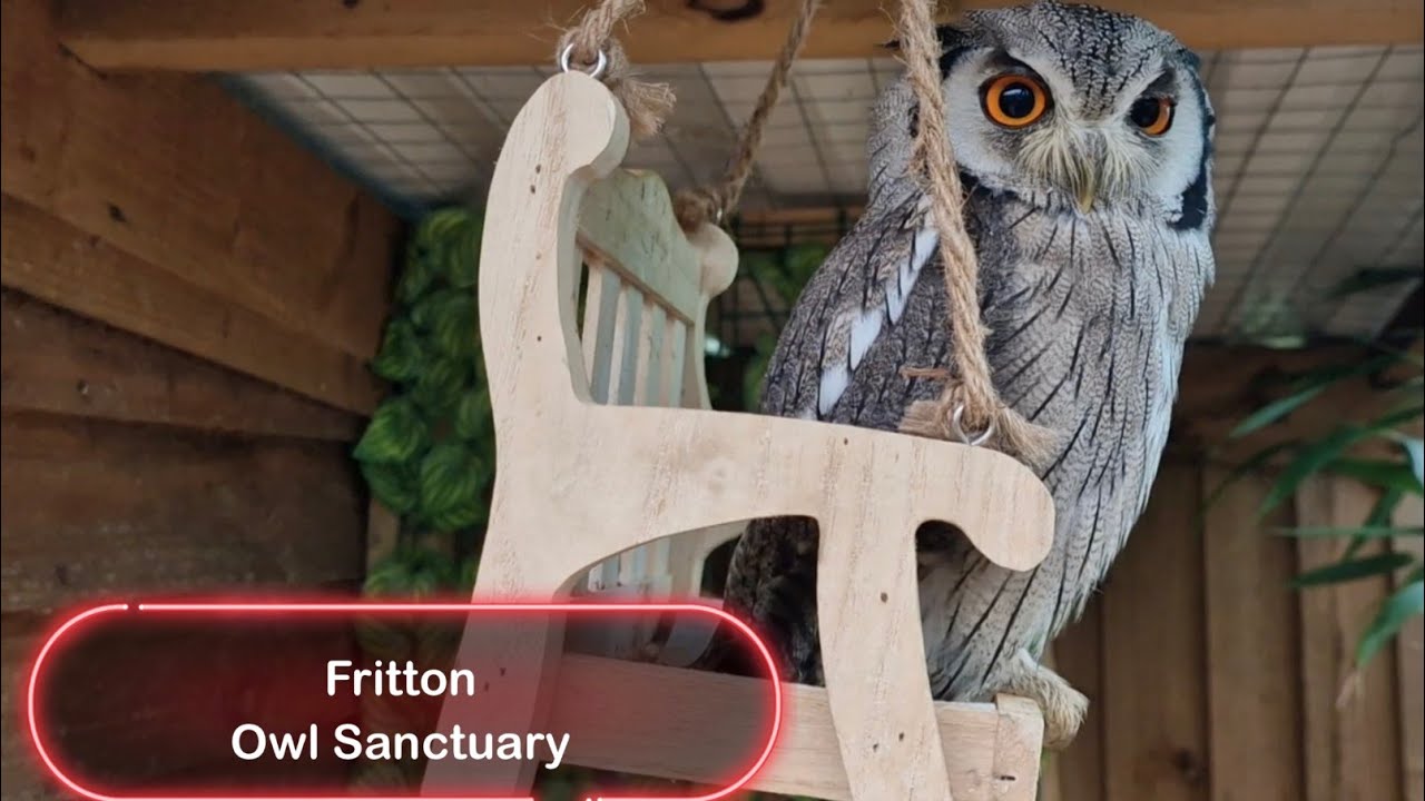 Fritton Owl Sanctuary & holding a really cute Owl