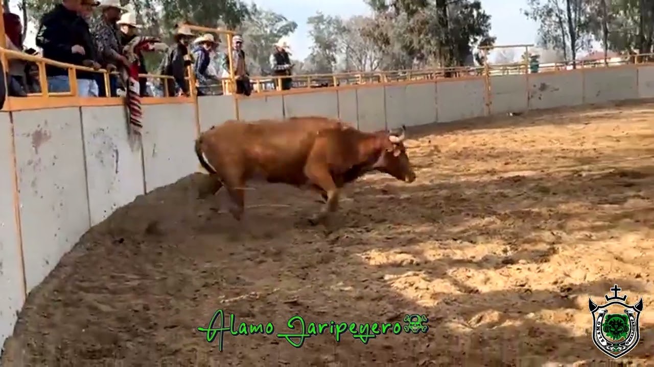 LOS FACINANTES DE ERIK ORDAZ Vs 1er VAQUILLA DE LOS 2 SOCIOS EN PLAZA LA FAVORITA D BAKER Ca 1/25/26