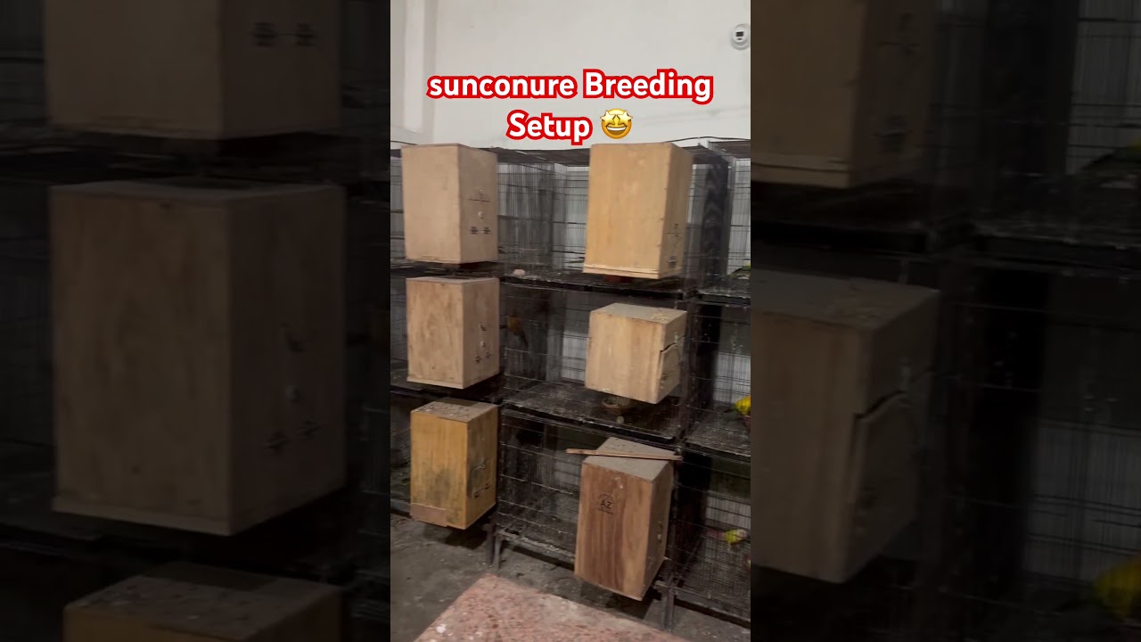 #sunconure  Breeding setup 😌