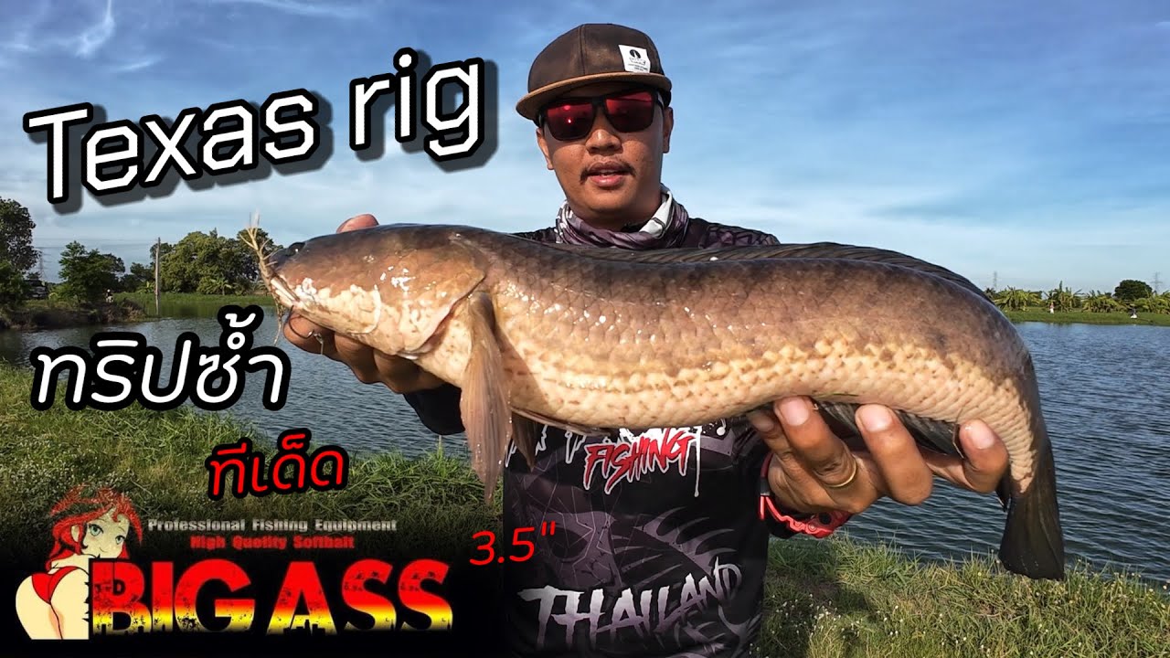 ทริปซ้ำ ช่อน-บู่ บุฟเฟ่ Texas rig ปลายาง BigAss 3.5
