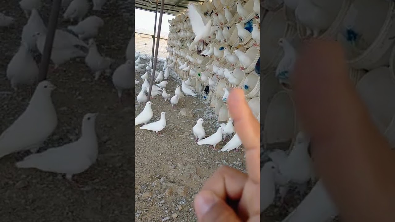 فرز الحمام بالإنتاج + علاج وقف البيض عند إناث الحمام (التشحيم)