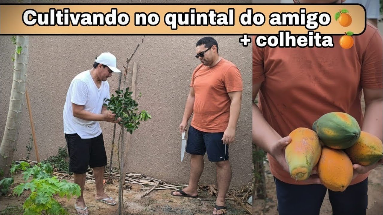 Arrumando o pé de acerola e limão mais colheita de mamão