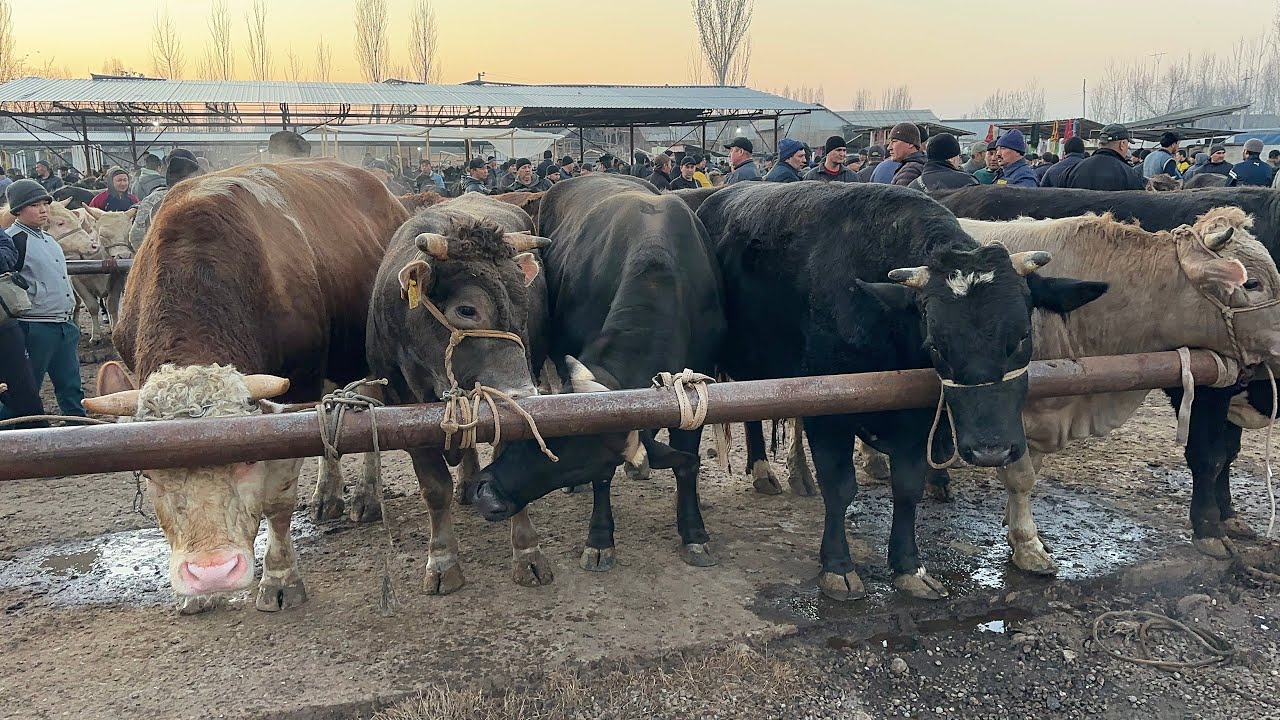 22 февраля 2026 г АНДИЖОН БАЛИКЧИ МОЛ БОЗОРИ НОВВОСЛАР НАРХЛАРИ ANDIJON BALIQCHI MOL BOZORI NARXLARI