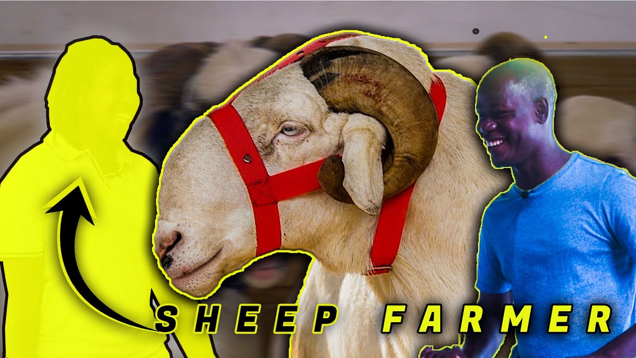 She left the US 🇺🇸  to Start a Sheep Farm in The Gambia
