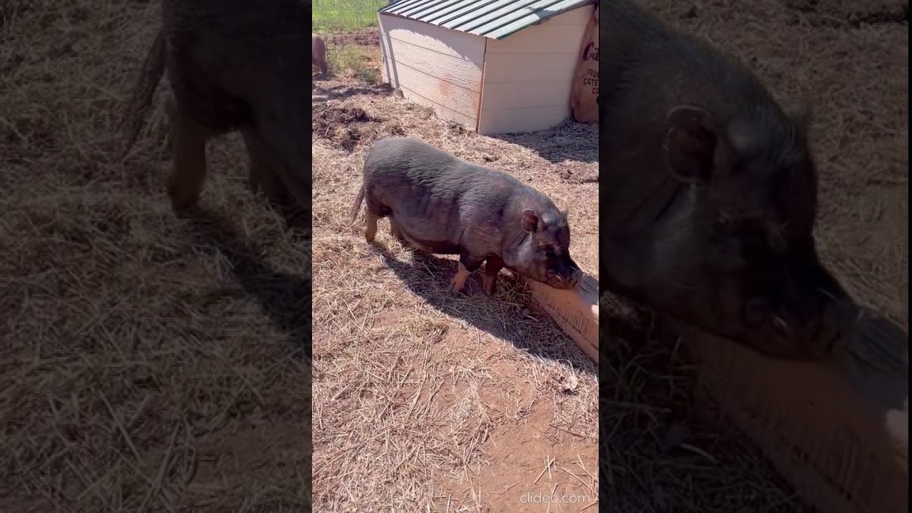 Close-up with the  Pig - Dewey.  He & his mate enjoying a Fall day.  North Carolina USA 🎶 