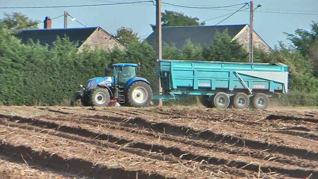 Arrachage pommes de terre avec une arracheuse AVR Quadra - potatoes harvest