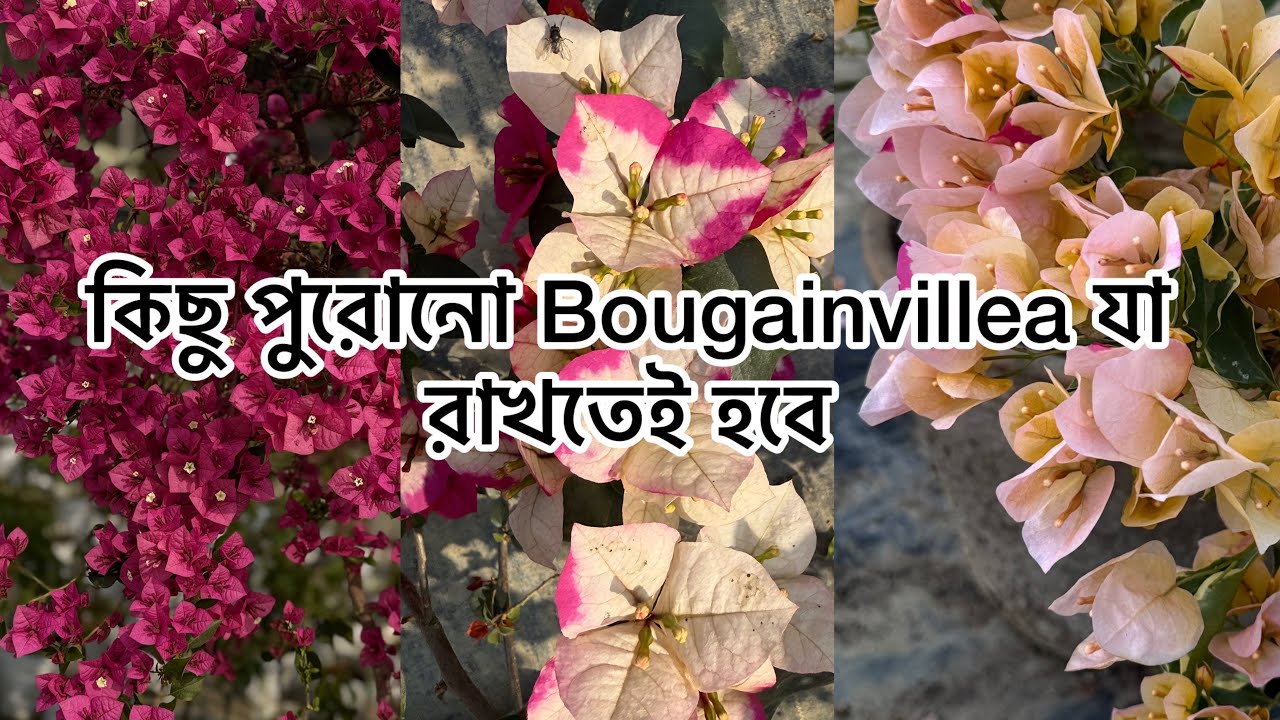 Some Memorable Old Bougainvillea Variety