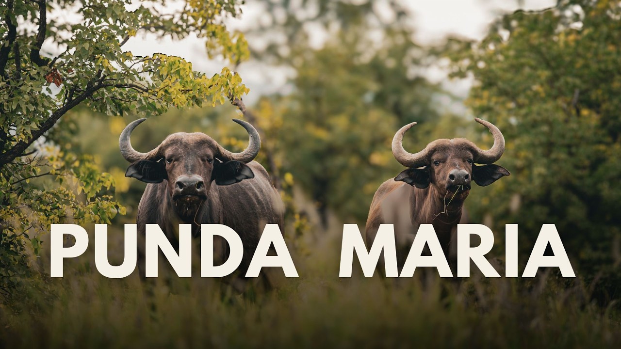 Ep. 17 | Kruger National Park &ndash; PUNDA MARIA in Summer