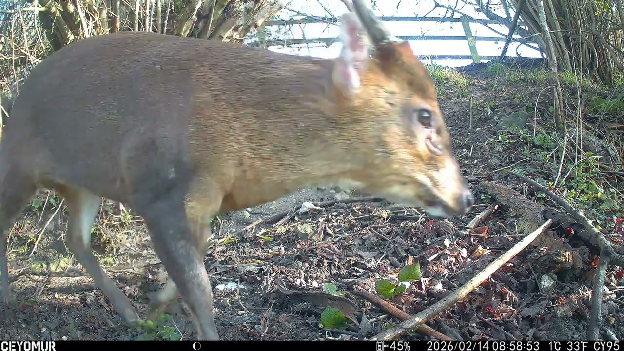 Yard Cam 14 Feb 2026