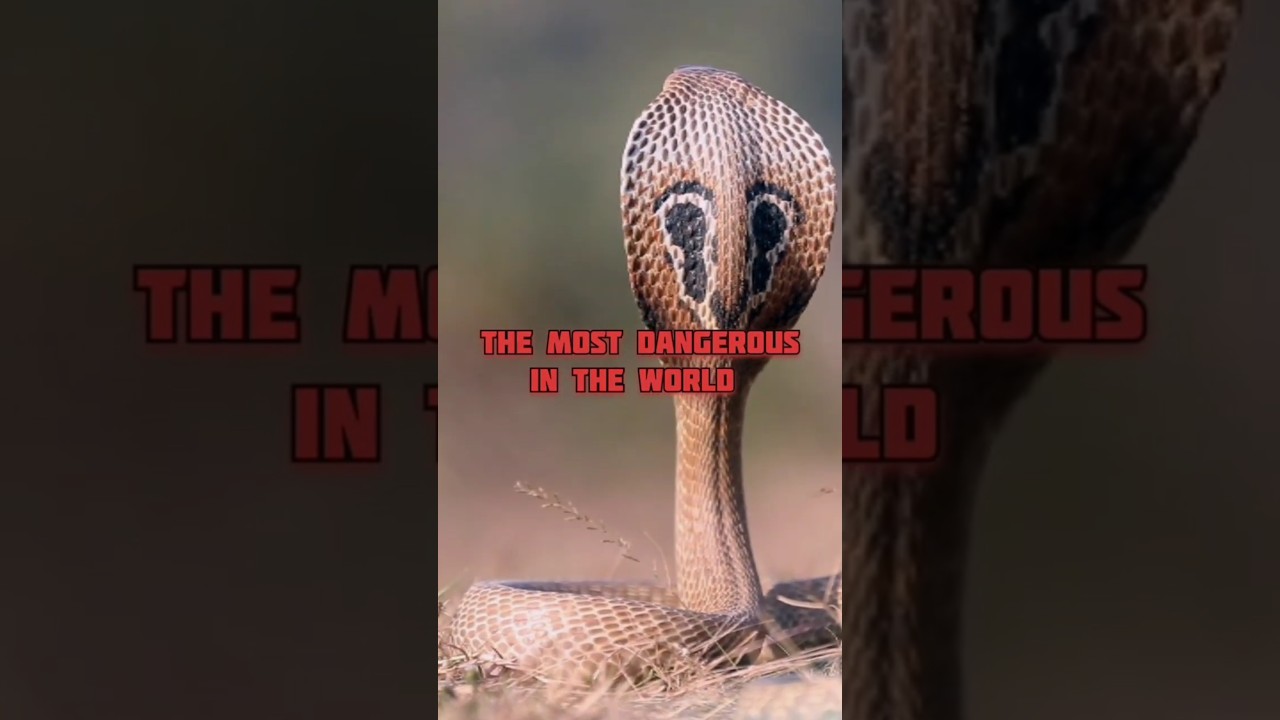 Meet the Most Dangerous Snake on Earth