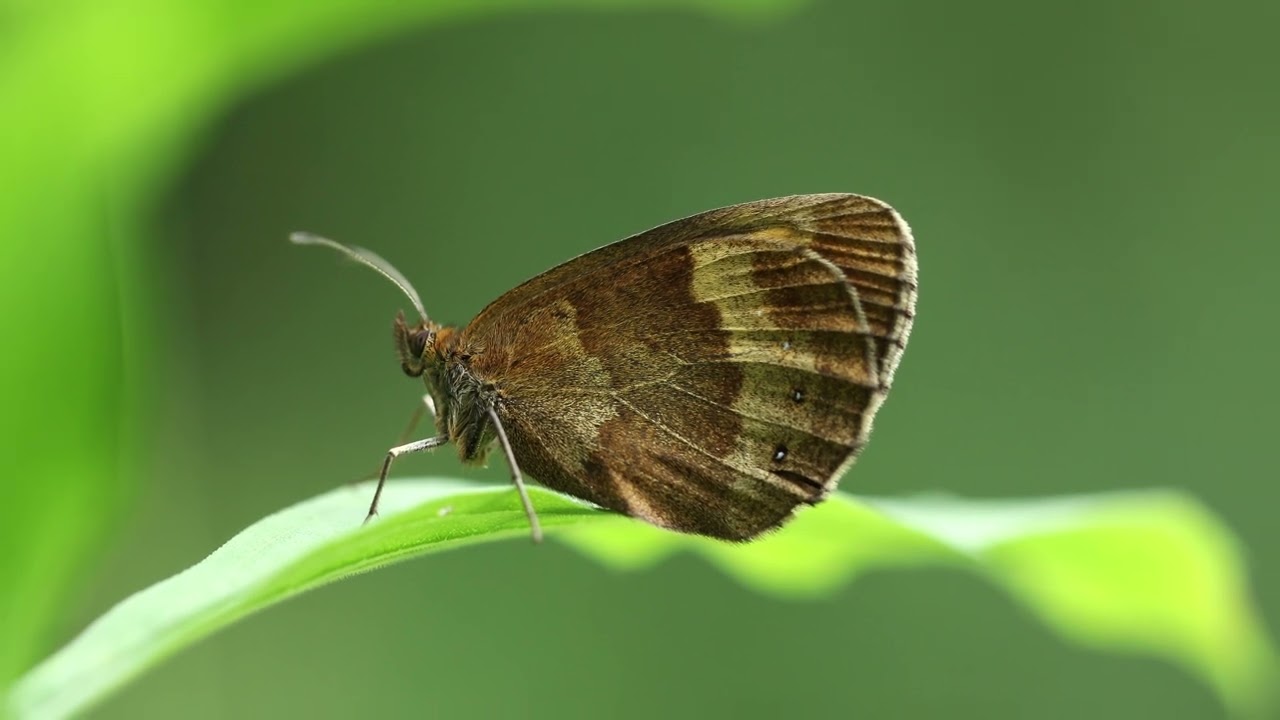 butterfly photos