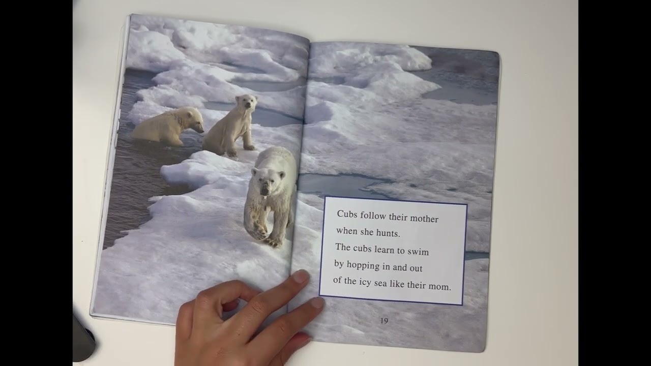 I Wish I Was a Polar Bear by Jennifer Bové