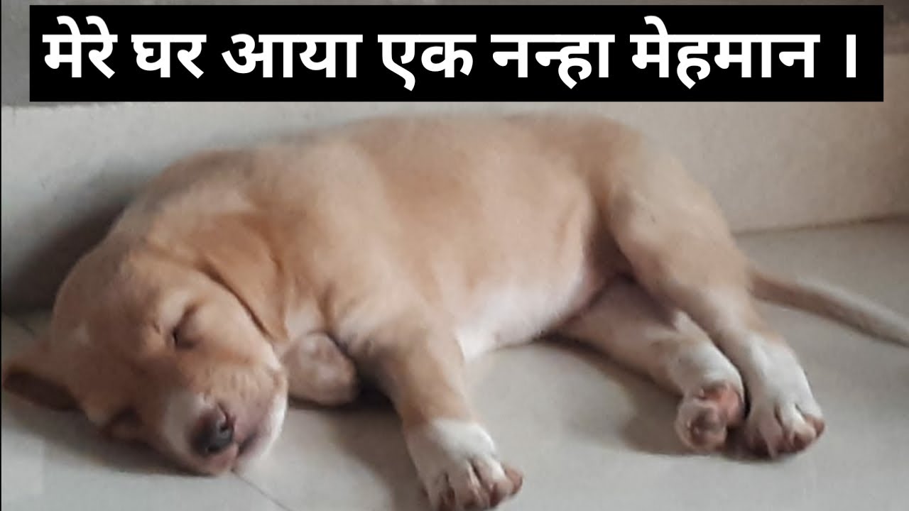 I'm Adopting street dog, indian street dog, desi dog,  adopt puppy from street .