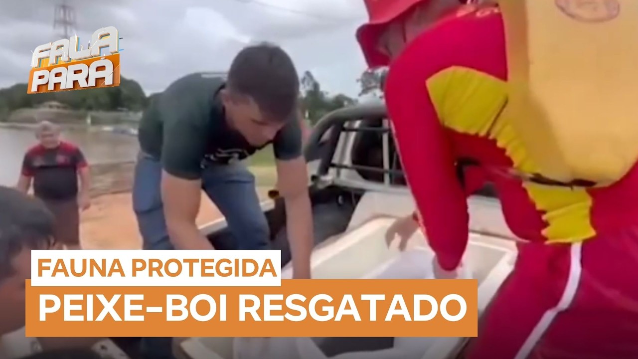 Resgate de filhote de peixe-boi mobiliza equipes ambientais, em Óbidos (PA)