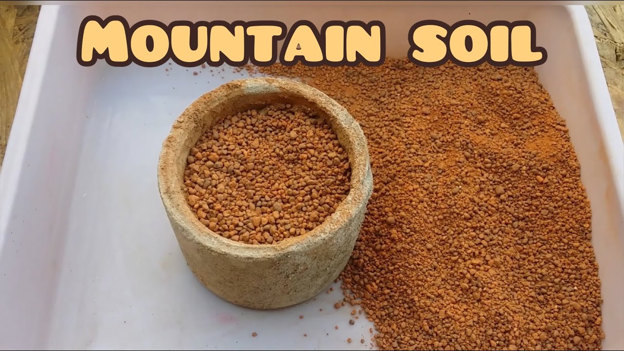 || REPOTTING WITH ACTUAL MOUNTAIN SOIL ||