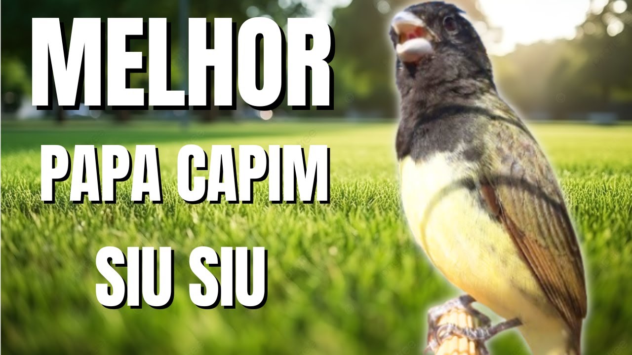 - Canto de Papa capim siu siu para Ensinar  Papa capim / Papa capim siusiu