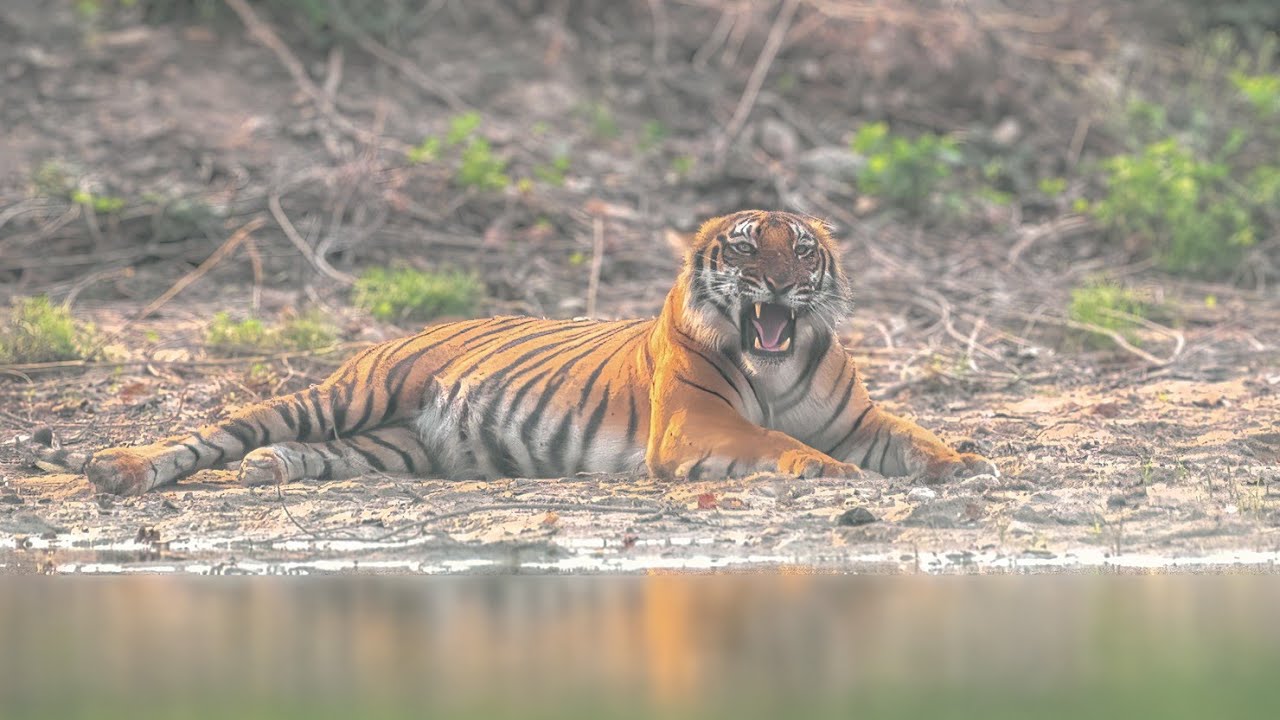 Tiger Sighting in Corbett Safari - April 2022