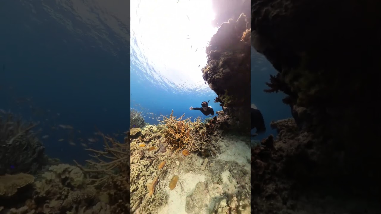 Coral Garden #freediving #nature #Palawan