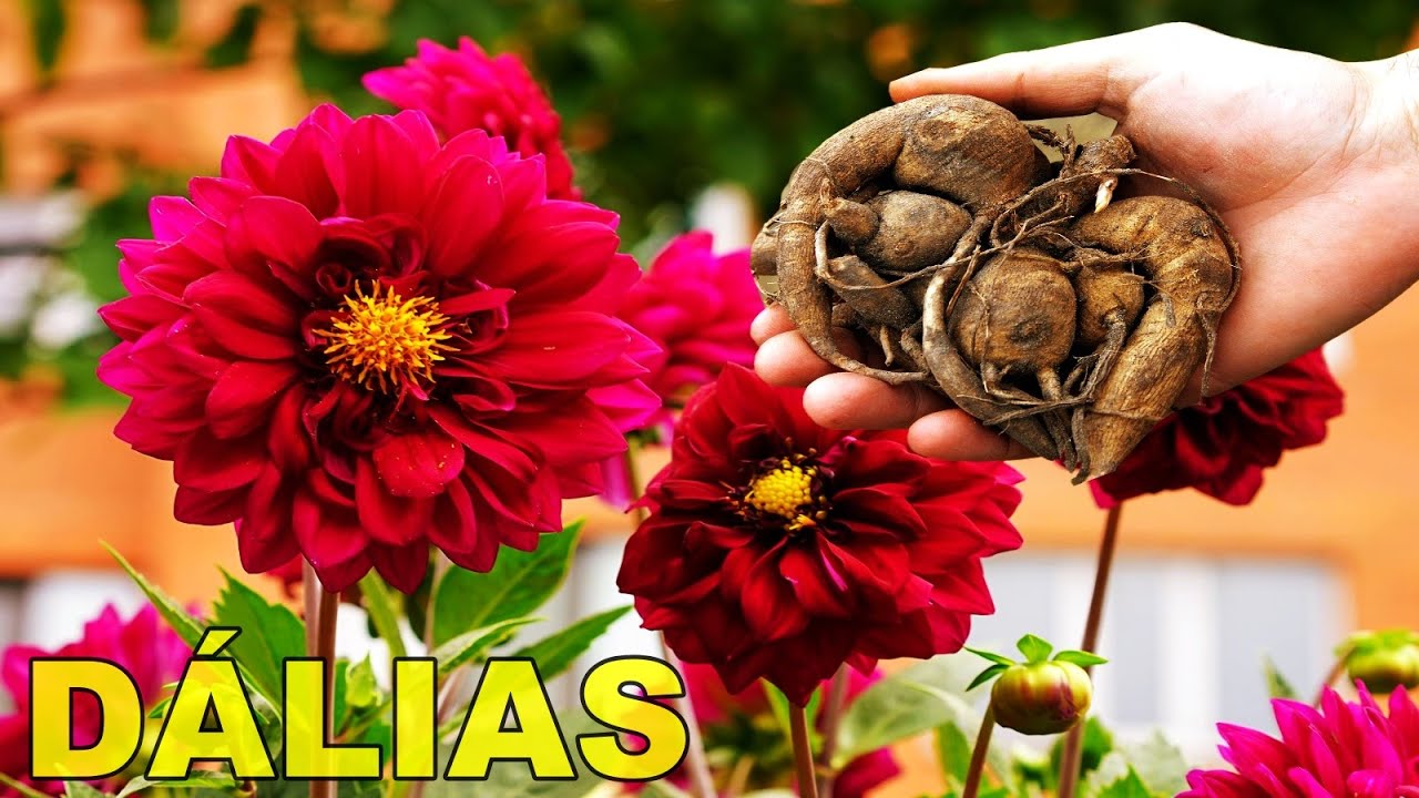 👉 COMO #PLANTAR BULBOS DE #DÁLIAS NO CHÃO 🌷🌱 Fazendo JARDIM DE FLORES!!!
