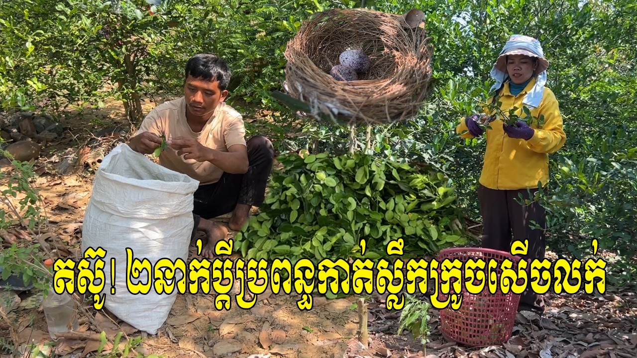 តស៊ូ! 2នាក់ប្តីប្រពន្ធកាត់ស្លឹកក្រូចសើចលក់