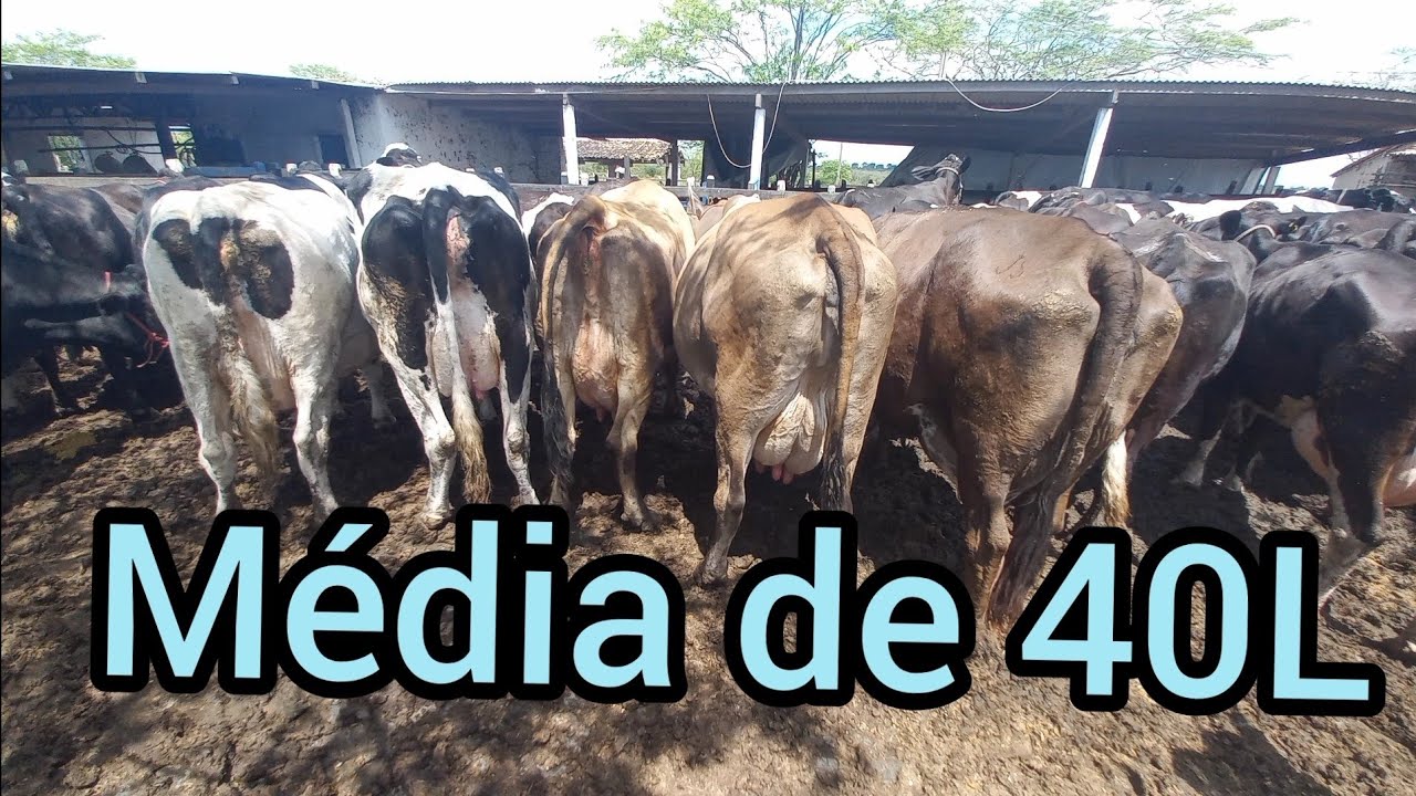 Vacas leiteira com média de 40L dia vc encontra na fazenda JP 75 998516219 Cachoeirinha PE