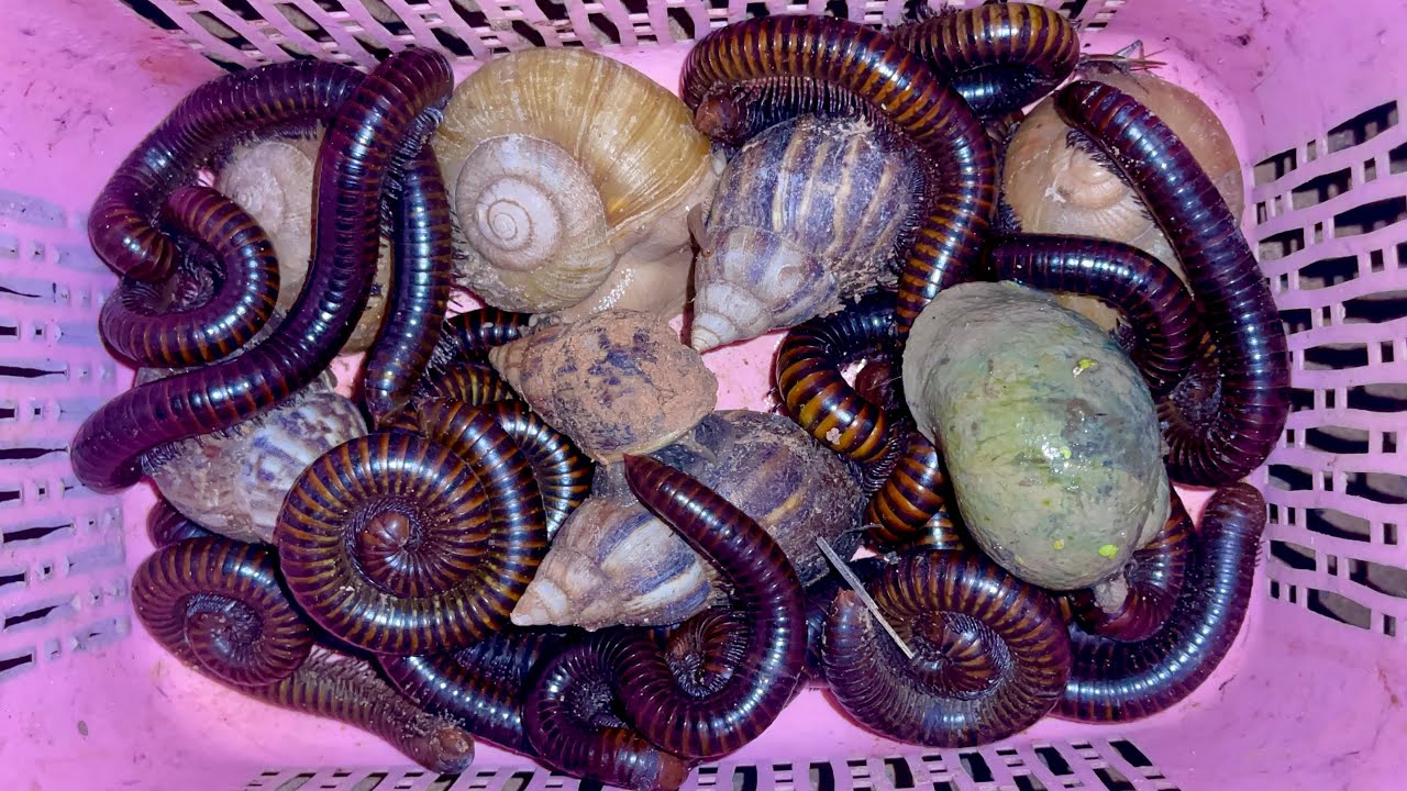 Wow Amazing catching millipedes and snails at night 
