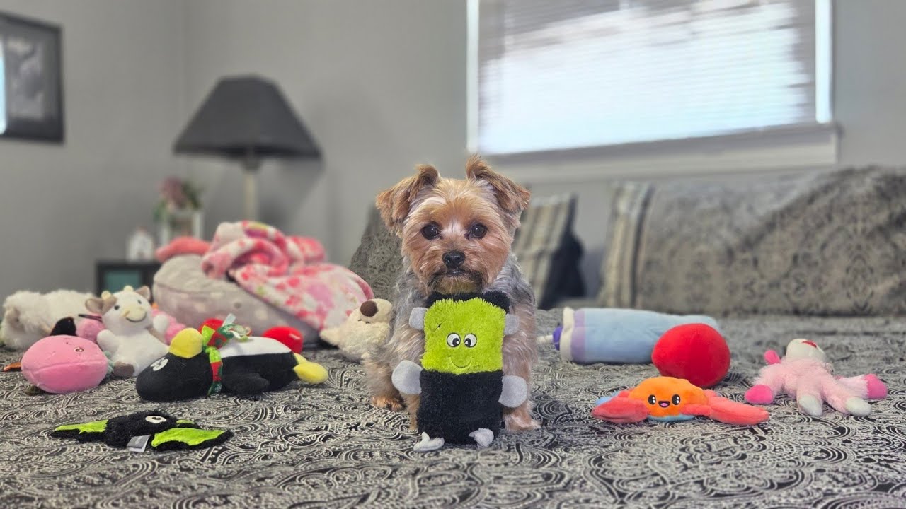 Big Personality in a Tiny Yorkie! Rylie’s Wild Morning Playtime 😂🐾 ##cutedog #funnydogs #yorkie 