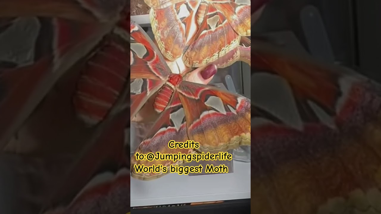 Guys this is the largest moth in our planet