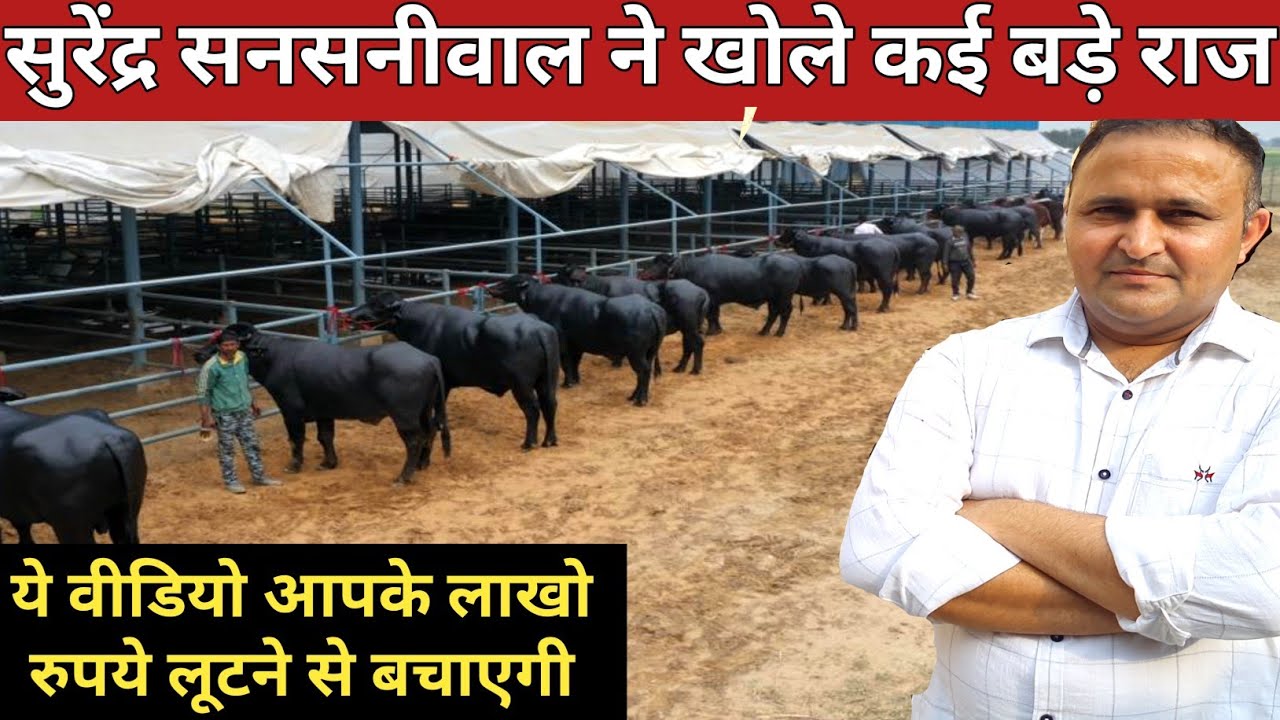 ऐसे होता है धोखा, सुरेंद्र सनसनीवाल ने खोले कई बड़े राज || Sansaniwal Dairy Farm, Bhiwani