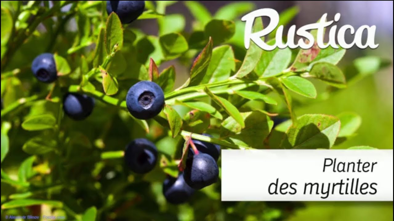Planter des myrtilliers