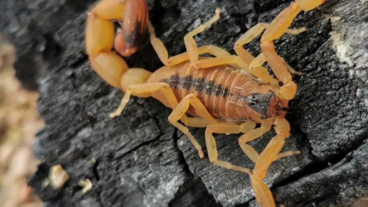 Dangerous scorpions & tiny spiders - Giftige Skorpione und winzige Spinnen ! Neue Tiere ziehen ein !