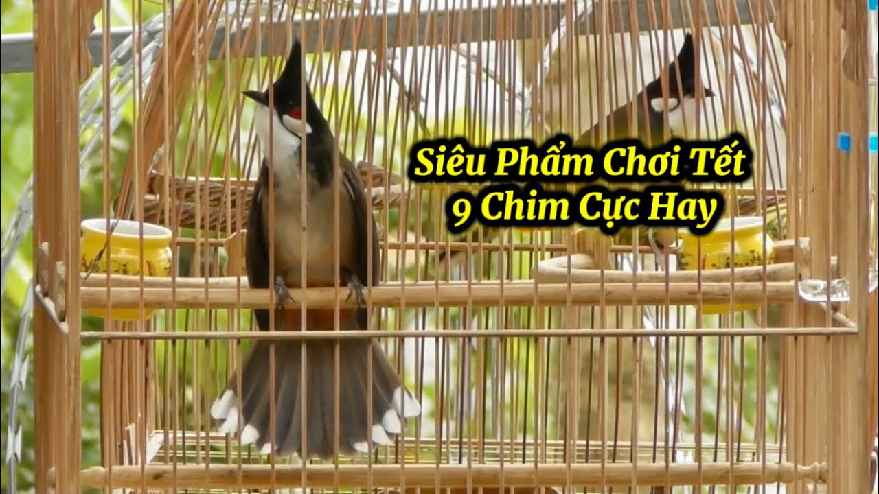 4.2 - Siêu Phẩm Chim Thi Chơi Tết / 9 Chim Cực Nét Bộ Đẹp Nết Hay Toàn Diện AE Về Sẵn Chơi