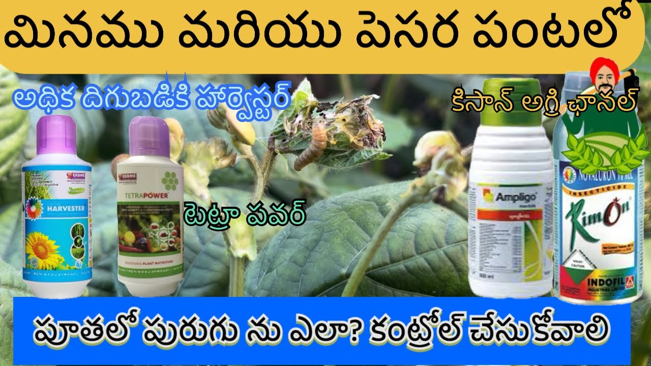 మినుము,పెసర పంటలో పూతలో పురుగు నివారణకు-