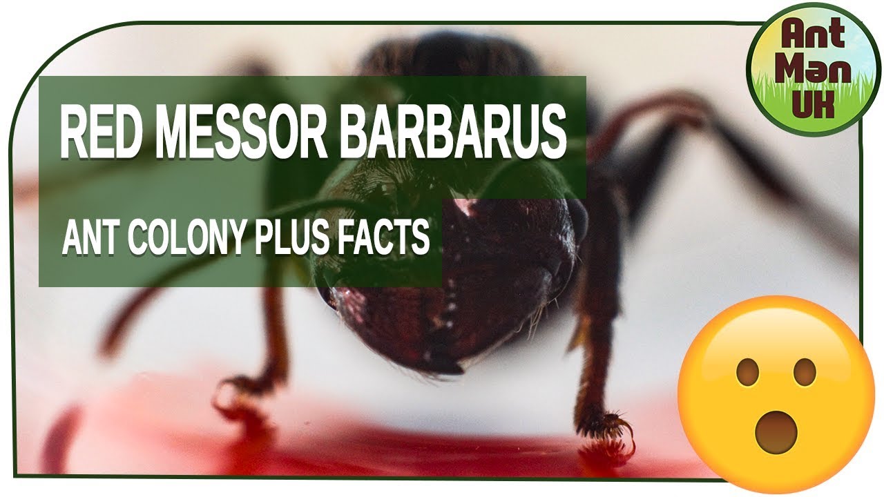 Red Head Messor Barbarus Ant Colony Plus Interesting Facts