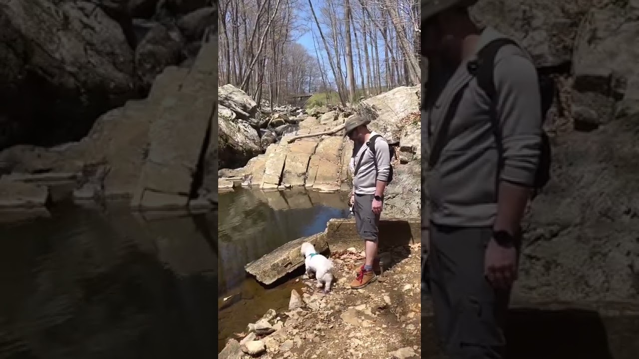 Hiking with Khal Doggo in NJ  #hiking  #hikingwithdog