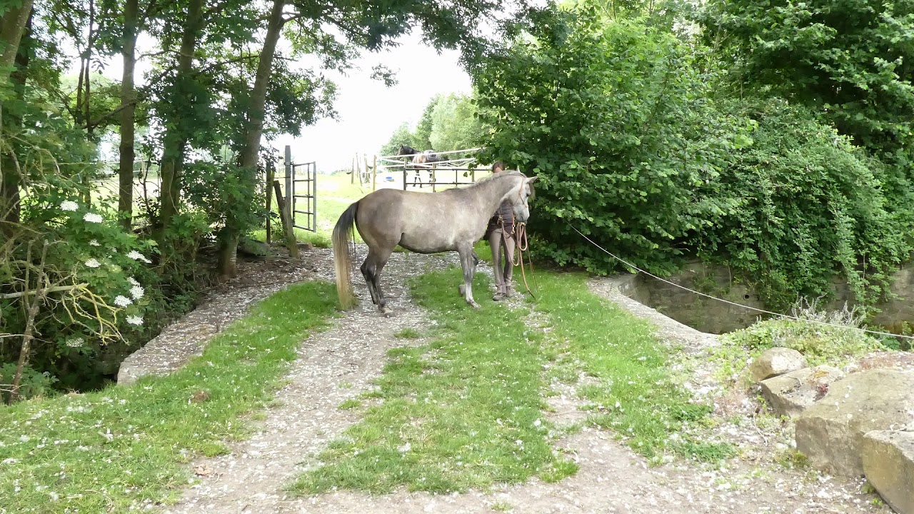 Comment gérer les peurs de mon cheval émotif ?
