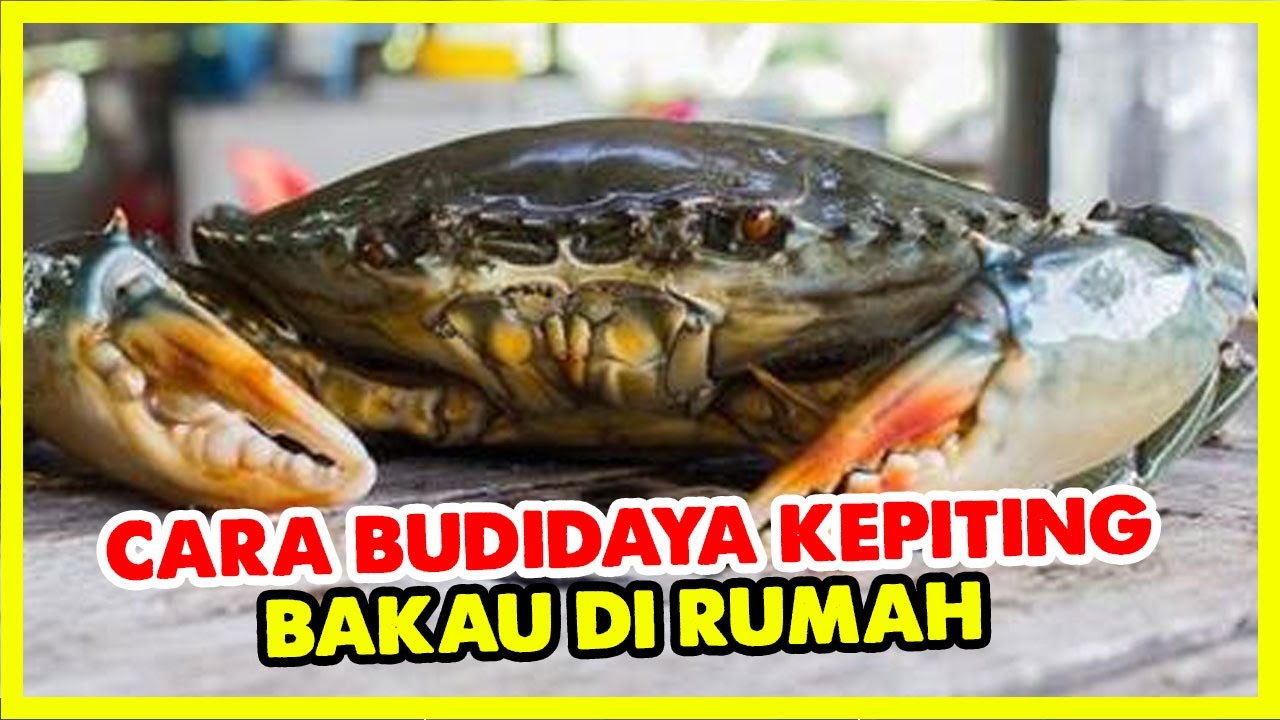 Cara Budidaya kepiting bakau di rumah