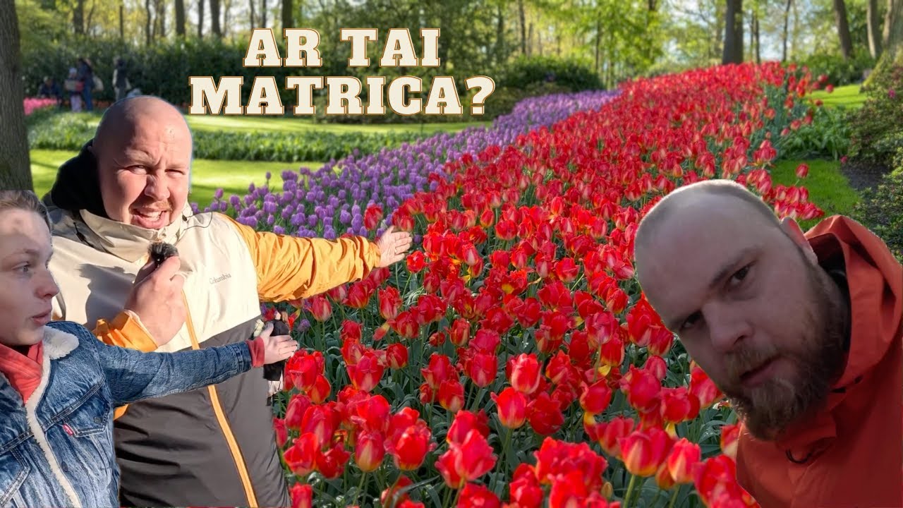 Kas i&scaron;trypė kvietkus?! Tulpių laukai.  Olandija