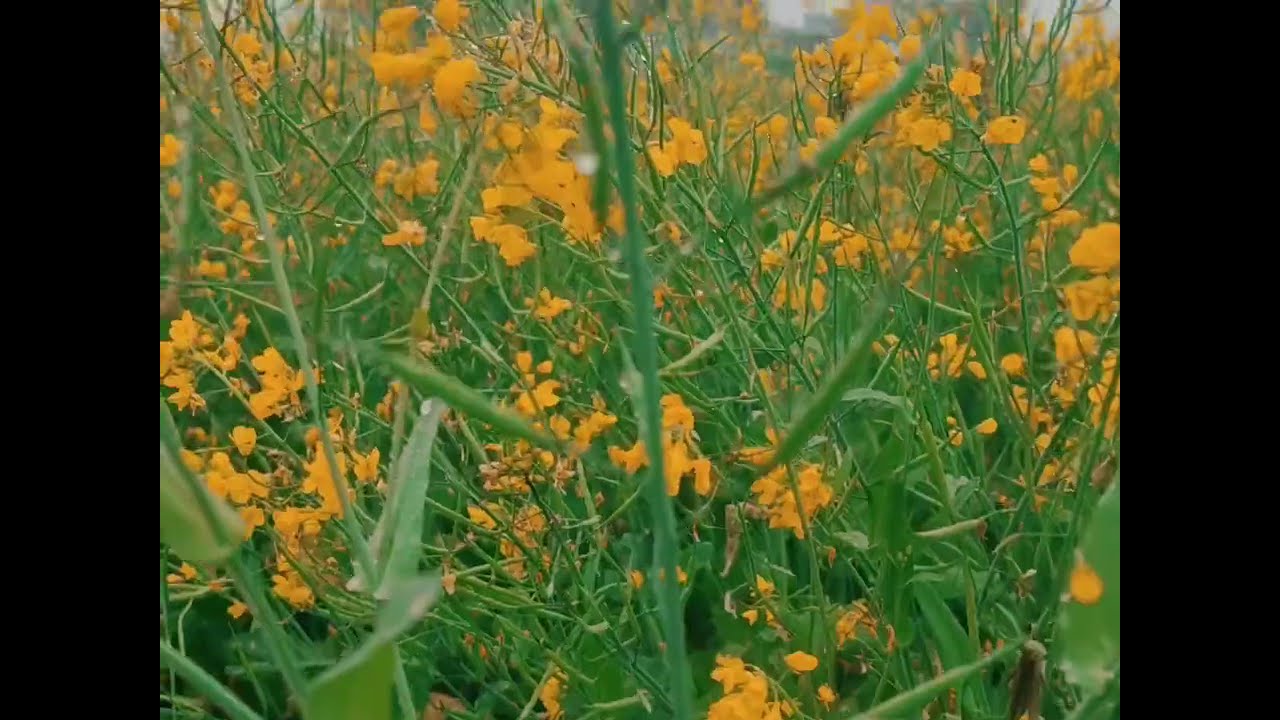 Click some nature 