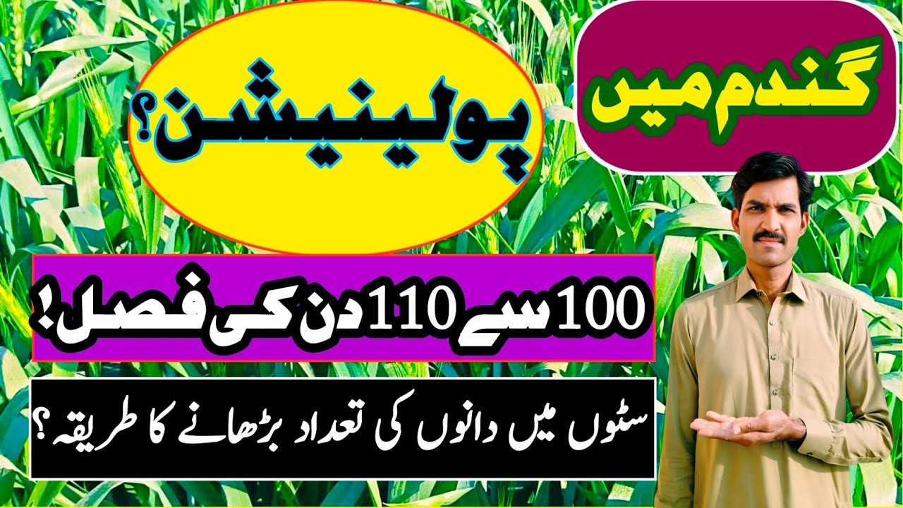 Precautions in wheat crops at Pollination stage | How to increase grain in wheat spike 