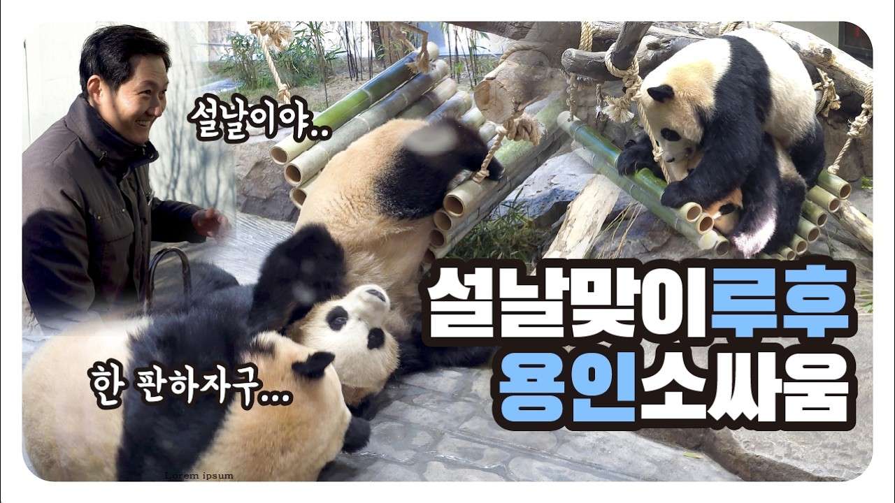 설날맞이 루후🔥용인 소싸움 한 판, 관람객 북적