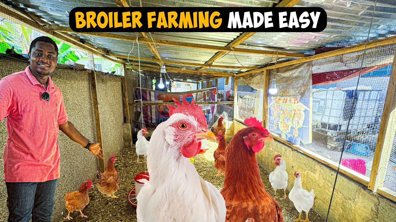 Why Broiler Farming is More Profitable than Layer Farming in Poultry Business #poultryfarming #layer