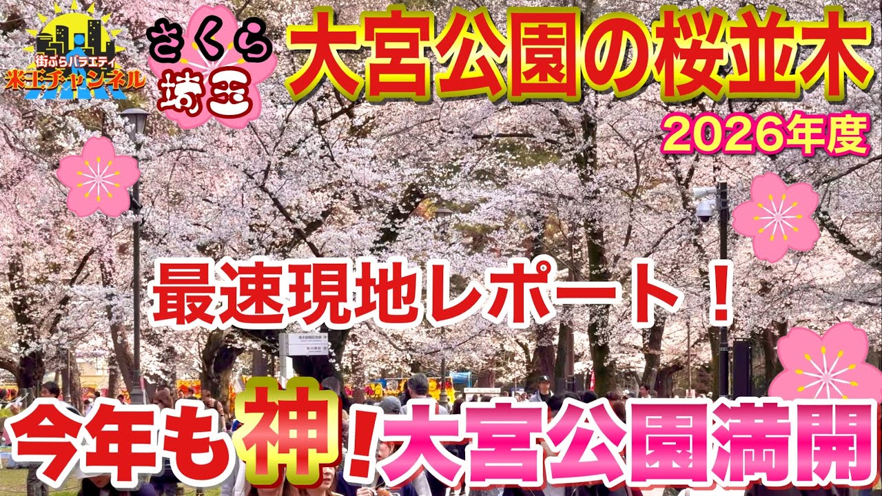 【桜埼玉2026🌸】今年も裏切らない！大宮公園の桜が満開です！これから行く人必見！