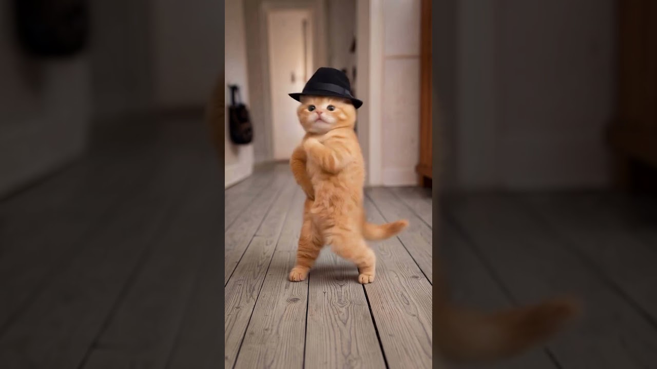 cat Hip hop music dance