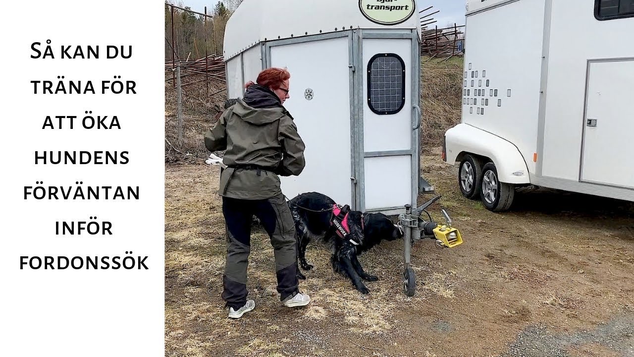 Öka hundens fokus på fordonssök