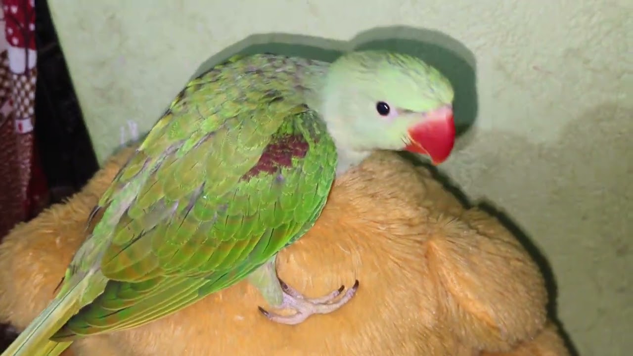 Rambo hath pe fly ker ke aane laga aur khub masti karne laga hai 