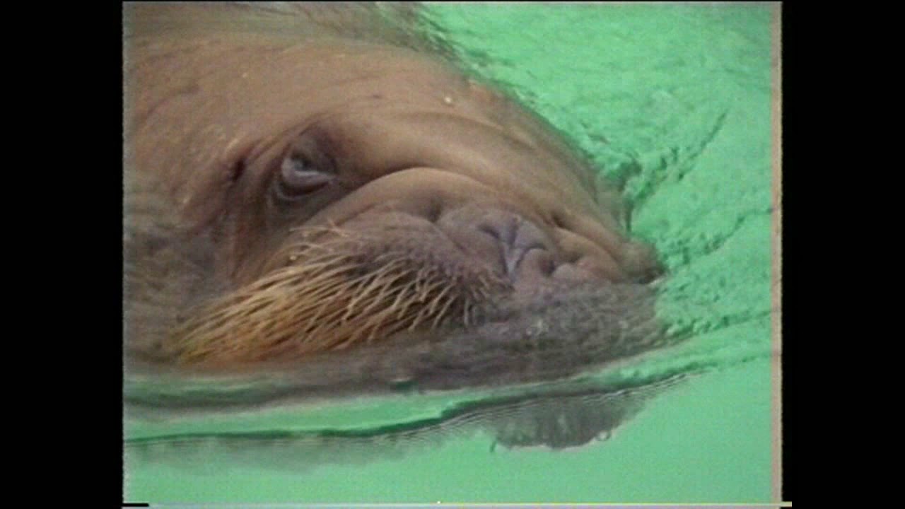 1997 Dolfinarium Harderwijk
